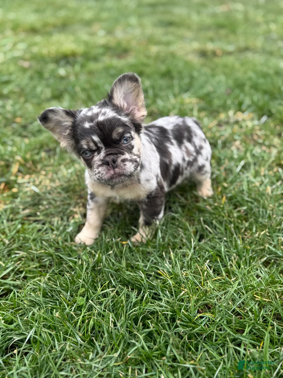 French Bulldog dogs for sale: Fluffy Louie - Ad 4