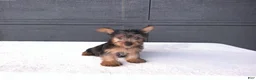 Yorkshire Terrier dogs for sale: Sammy  - Ad 7