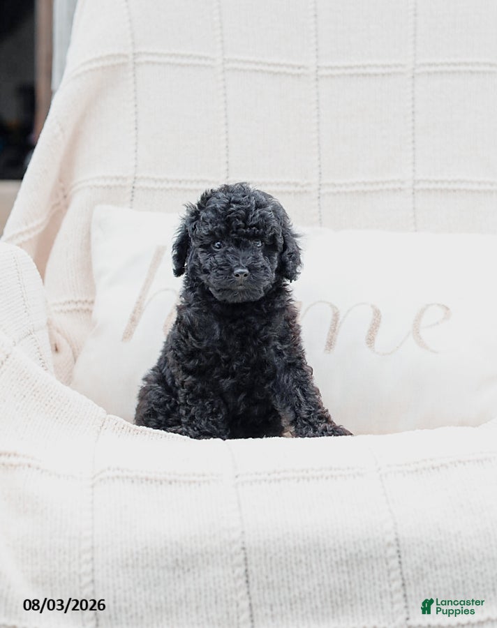 Miniature Poodle dogs Kerrick - Ad 2