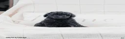 Miniature Poodle dogs for sale: Kerrick - Ad 2