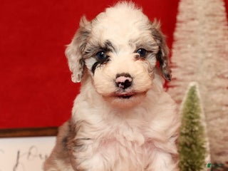 Miniature Poodle dogs Asher - Ad 5