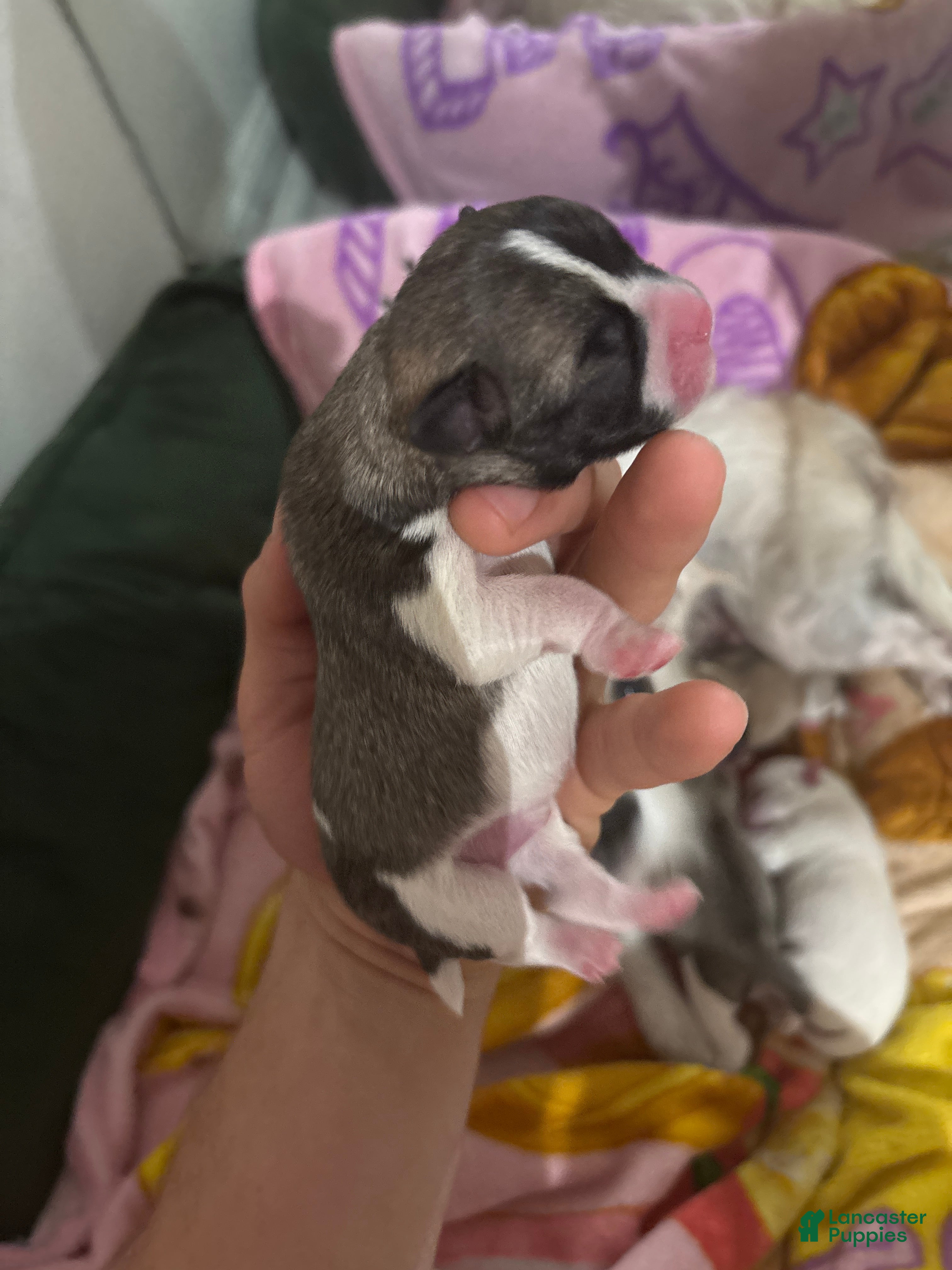 Jack Chi dogs Jack Chi Puppy 1 - Ad 42