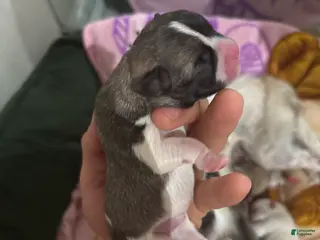 Jack Chi dogs Jack Chi Puppy 1 - Ad 4