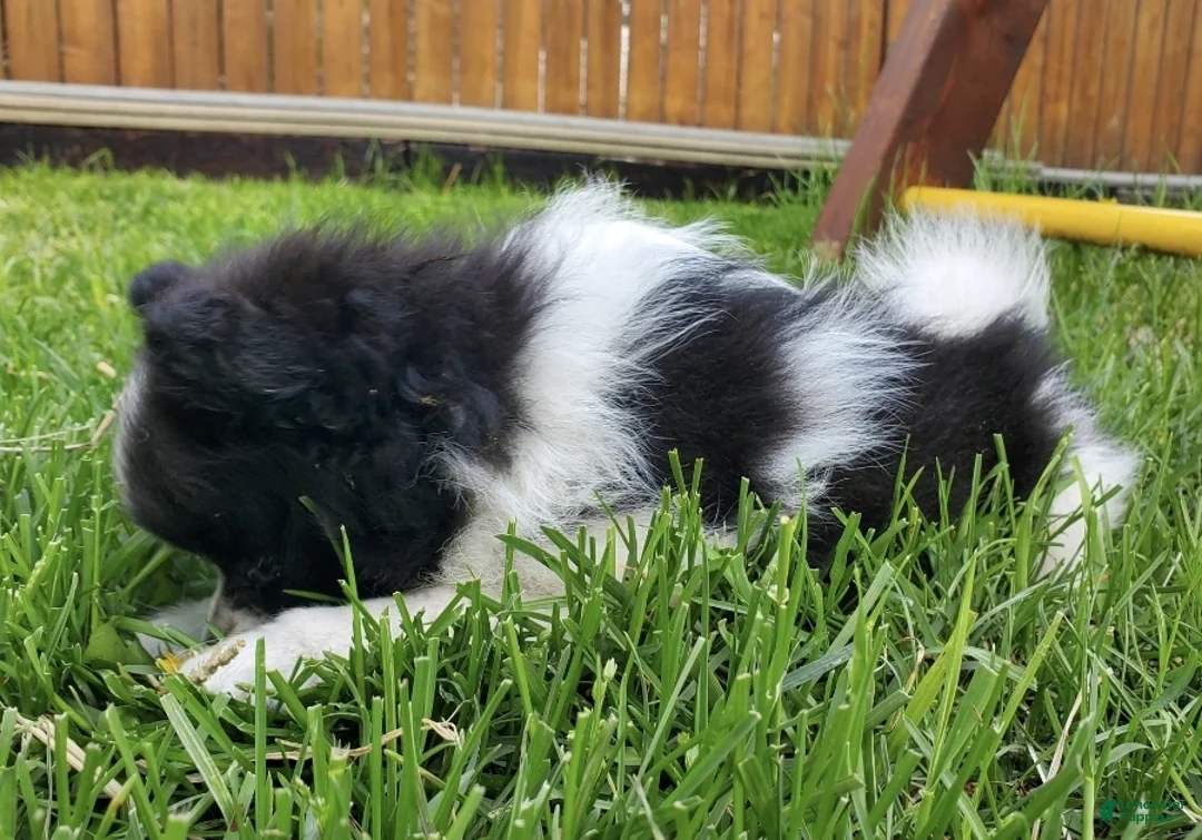 Pomeranian dogs for sale: Lily - Ad 62