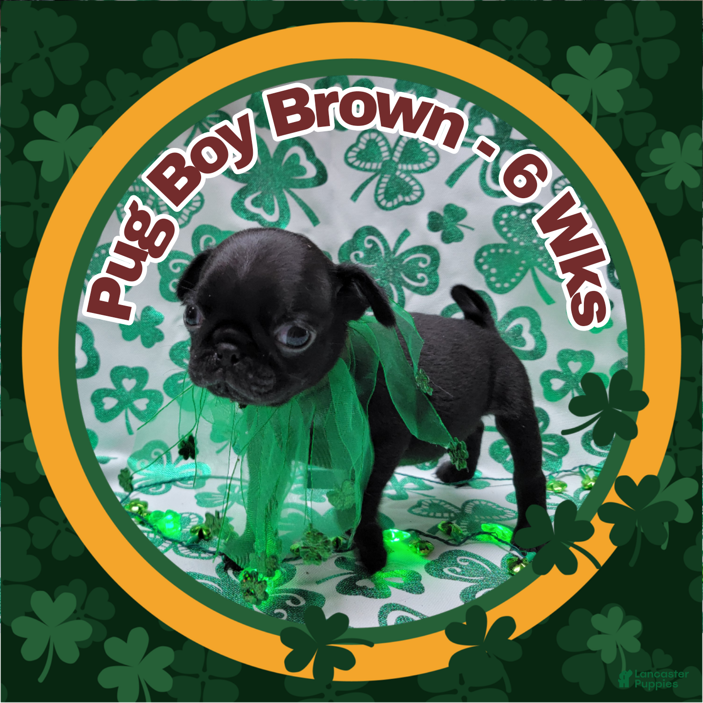 Pug dogs Pug Puppy Boy Brown - Ad 42