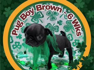Pug dogs Pug Puppy Boy Brown - Ad 42