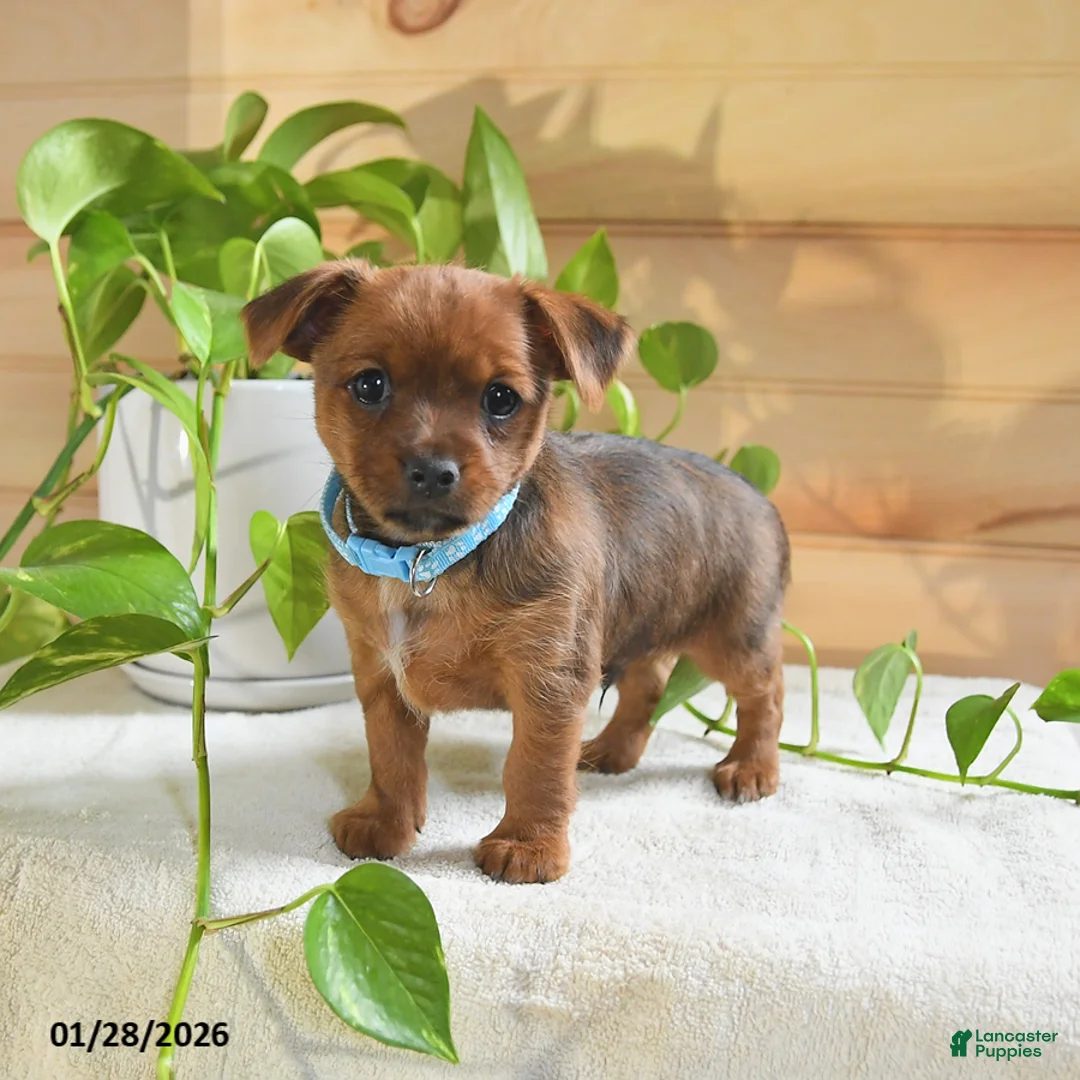 Shorkie dogs for sale: Otter - Ad 2