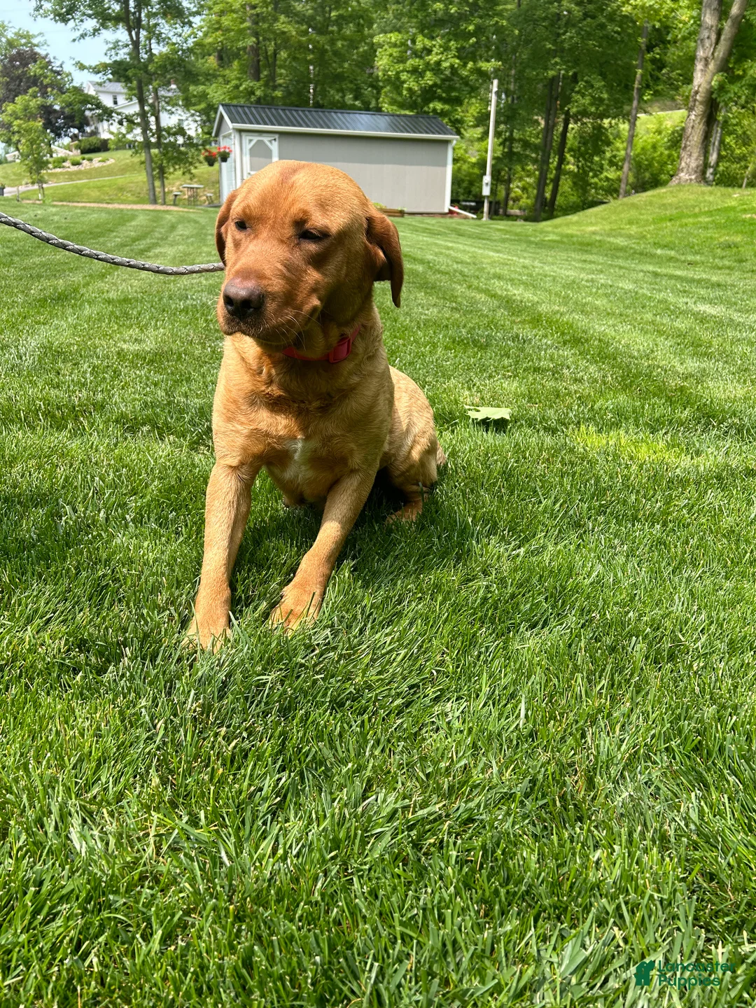 Labrador Retriever dogs for sale: Lucy - Ad 8