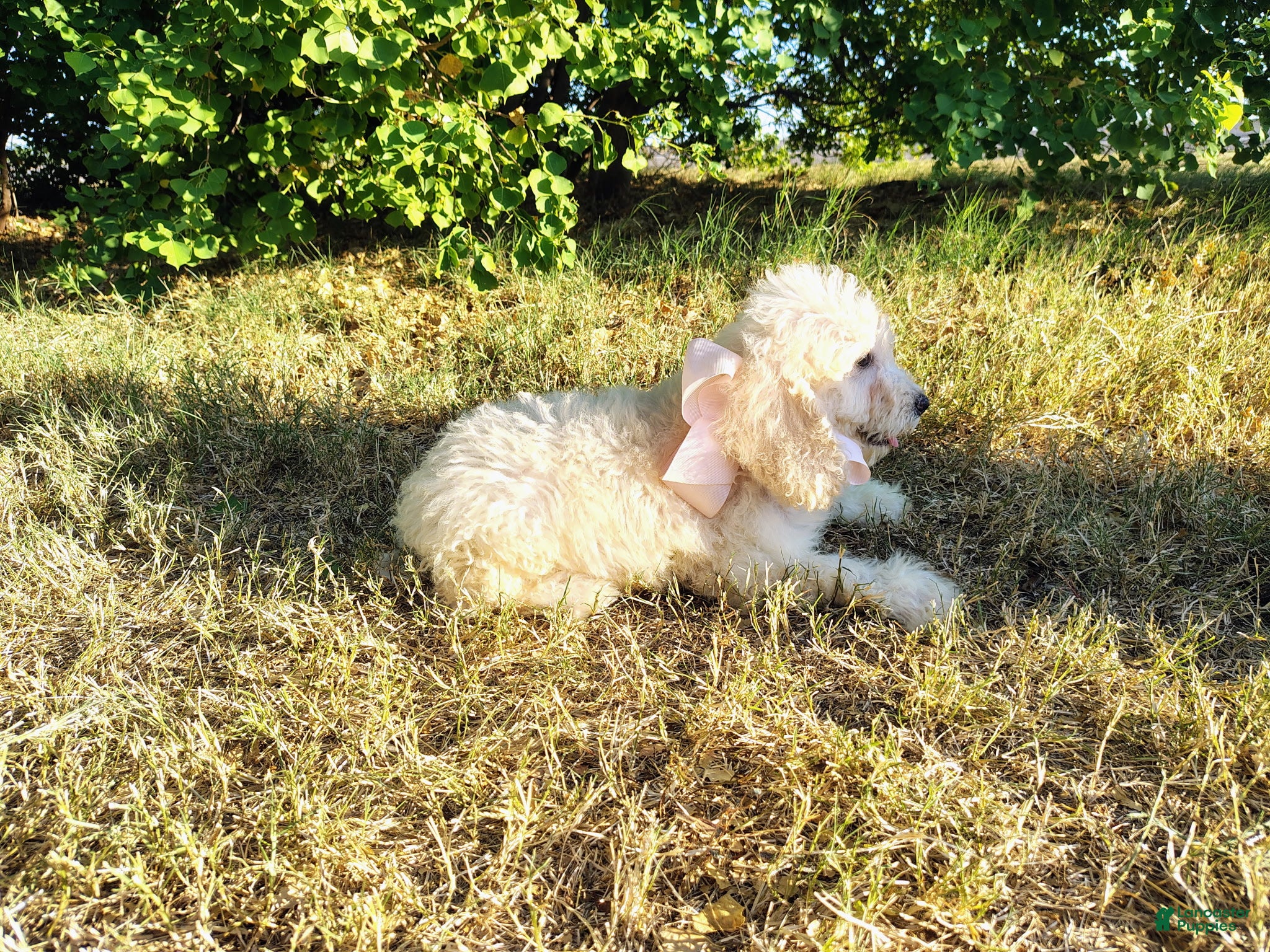 Mini Goldendoodle dogs Mini Goldendoodle 7 - Ad 2