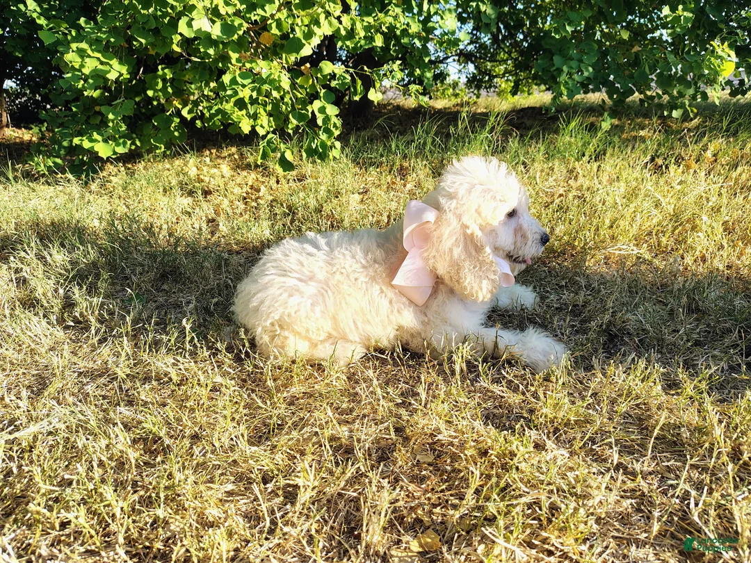 Mini Goldendoodle dogs for sale: Mini Goldendoodle 7 - Ad 2