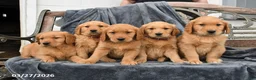 Golden Retriever dogs for sale: Bear  - Ad 3