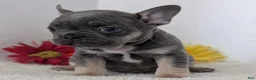 French Bulldog dogs for sale: Turbo - Ad 4