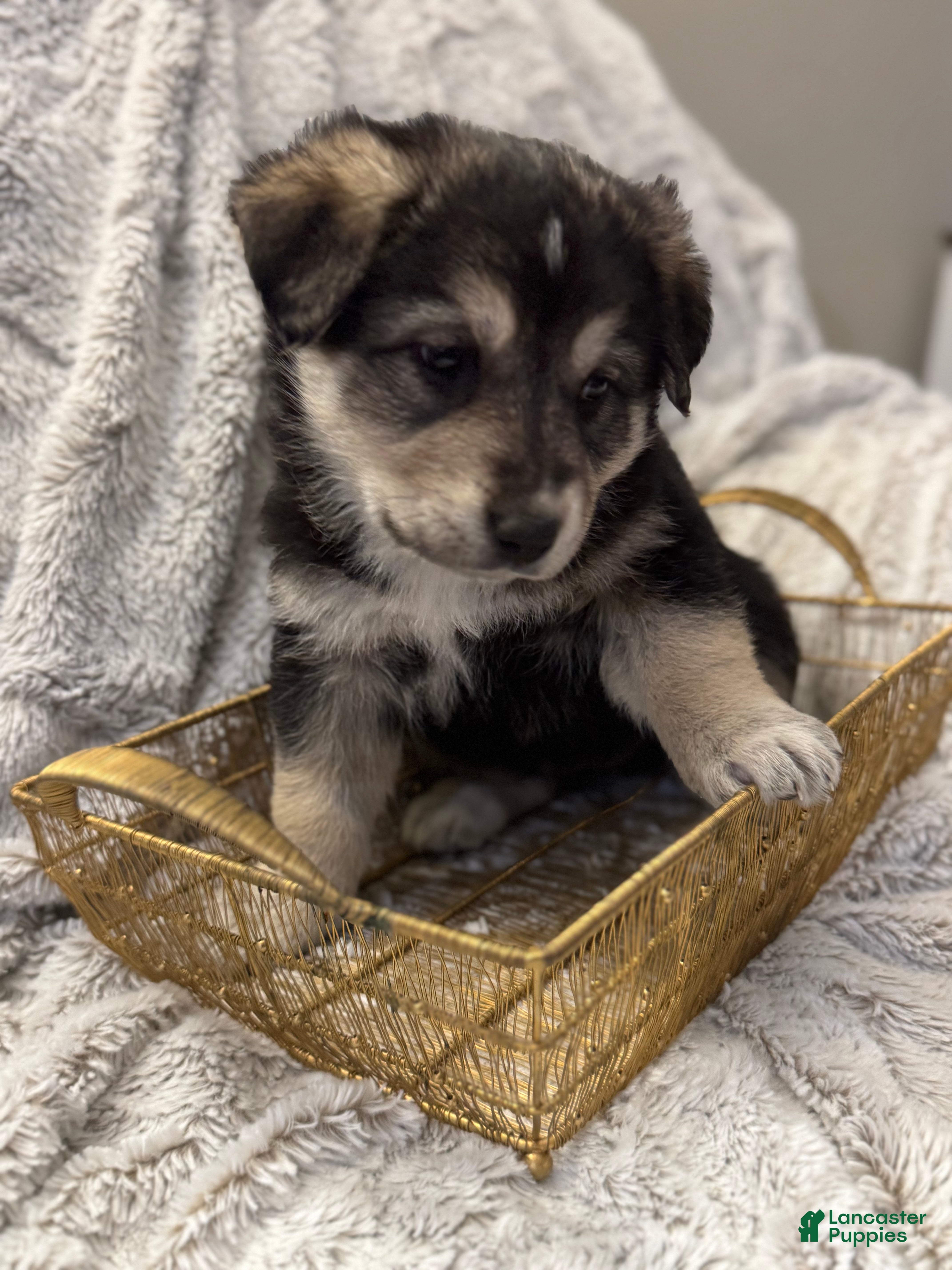 Mixed Breed dogs Dumpling - Ad 2