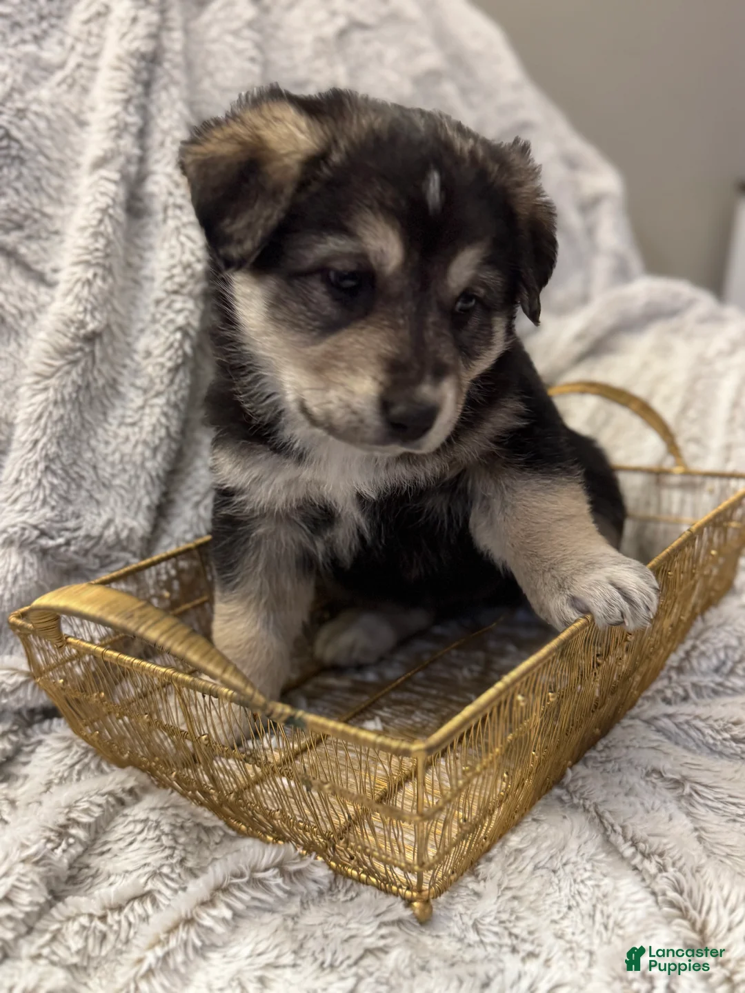 Mixed Breed dogs for sale: Dumpling - Ad 2