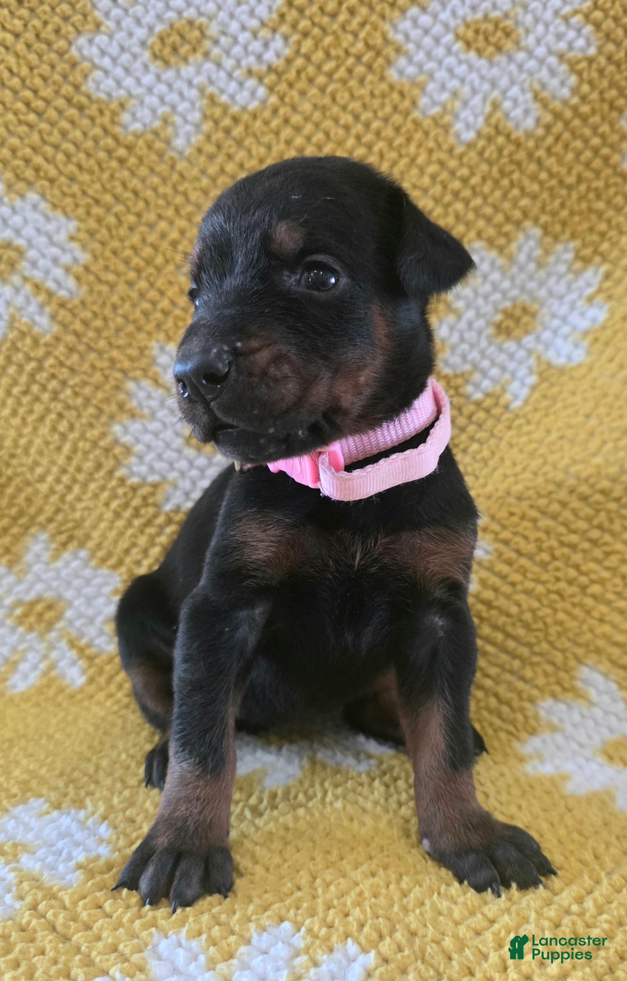 Doberman Pinscher dogs Sage - Ad 2