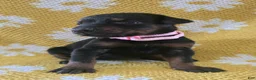 Doberman Pinscher dogs for sale: Sage - Ad 2
