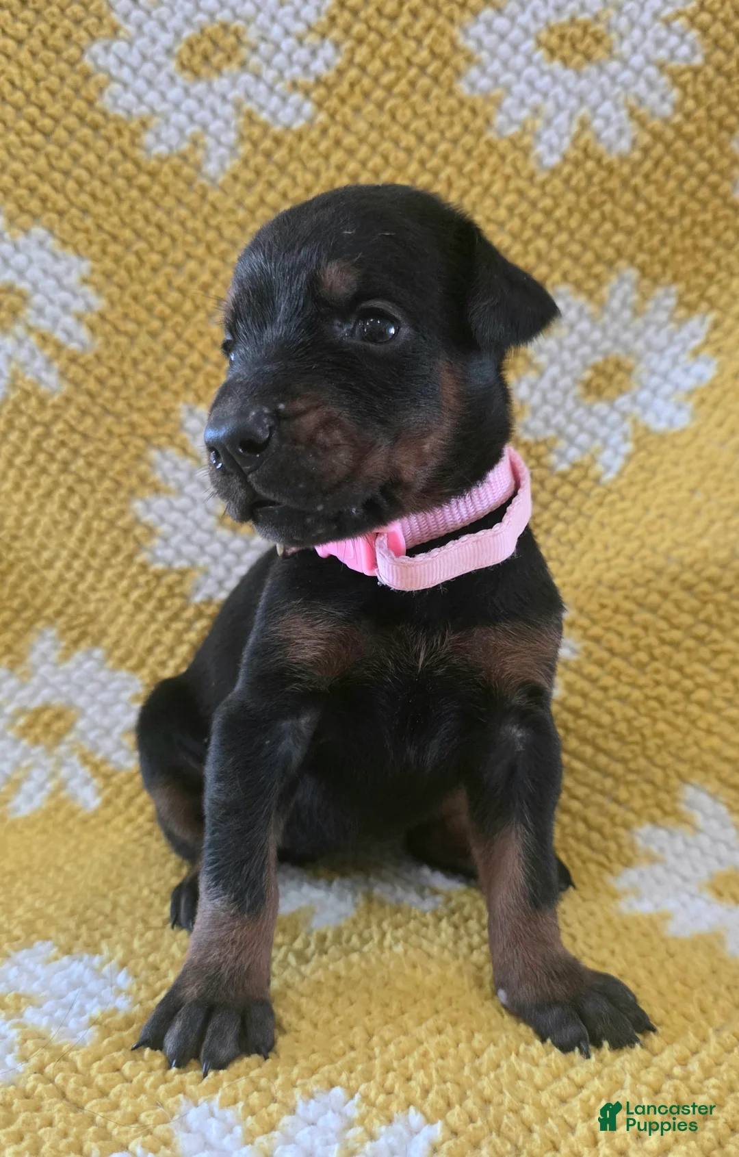Doberman Pinscher dogs for sale: Sage - Ad 2