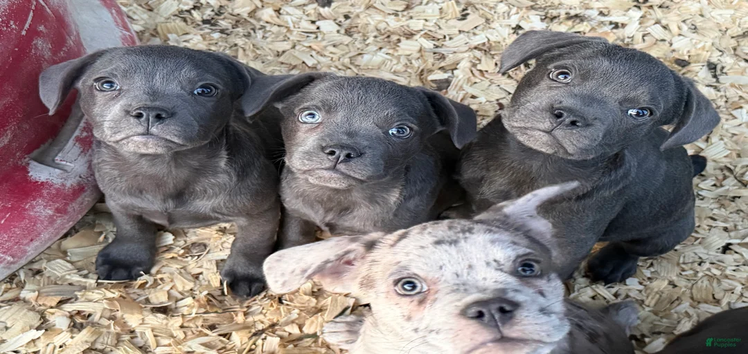 Gallery Image {{count}}