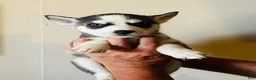 Siberian Husky dogs for sale: Siberian Husky 3 Asher - Ad 9