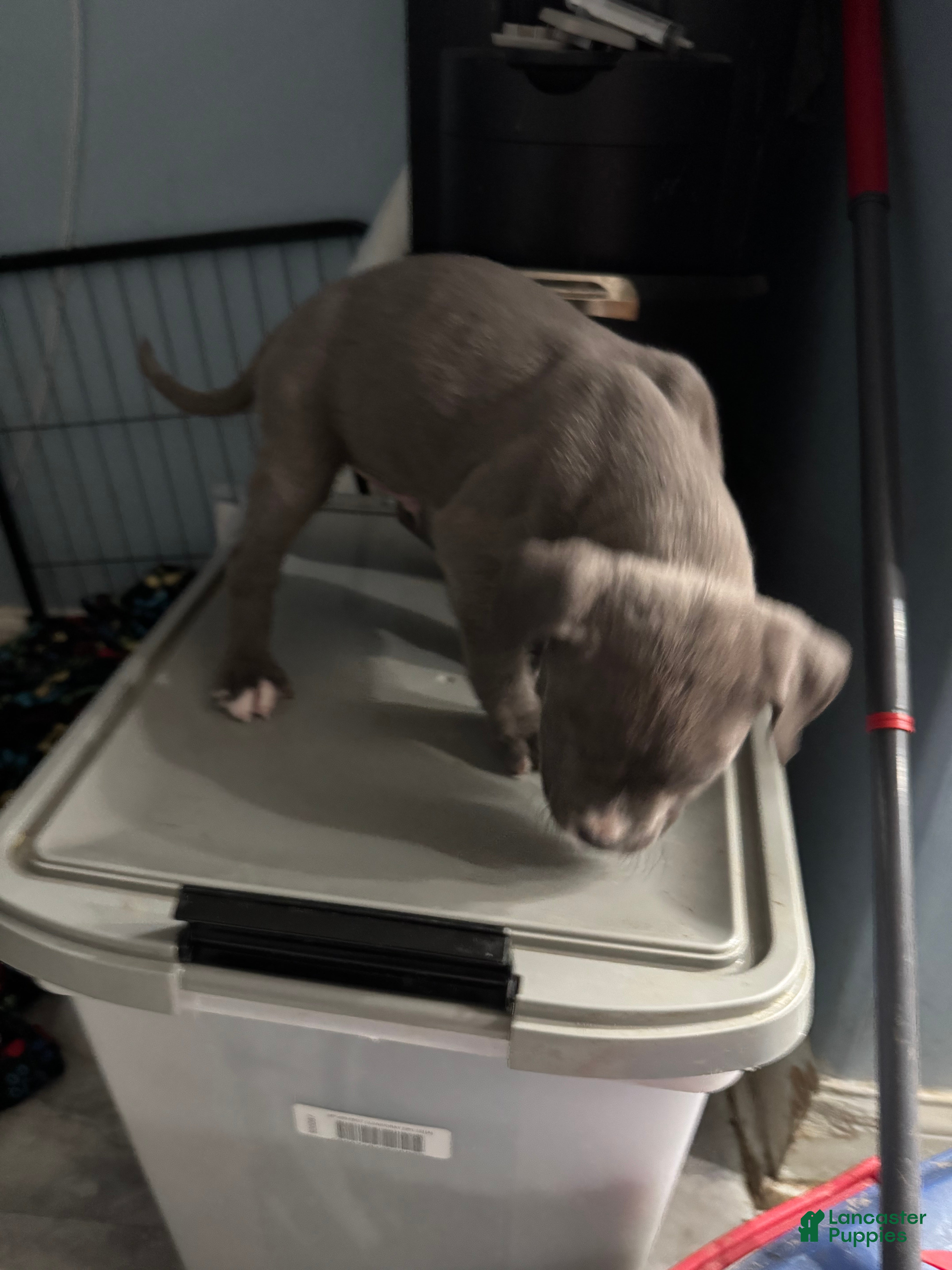 American Bully dogs American Bully Puppy 2 - Ad 2