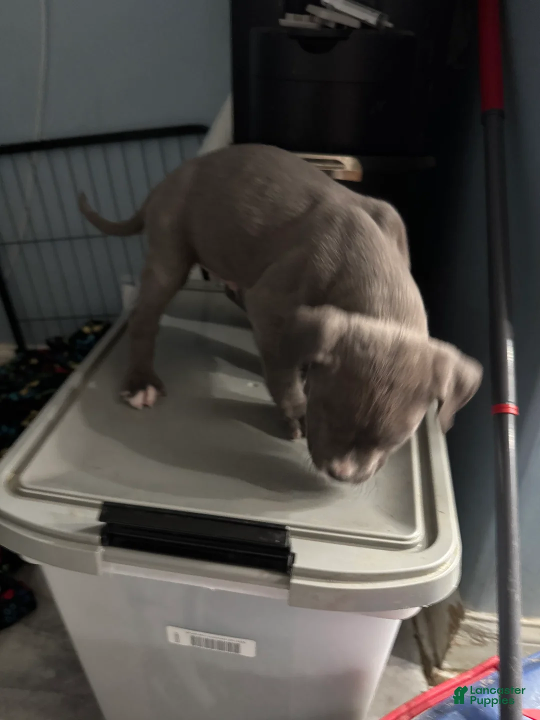 American Bully dogs for sale: American Bully Puppy 2 - Ad 2