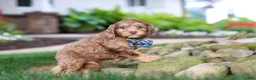 Cockapoo dogs for sale: Leo - Ad 9