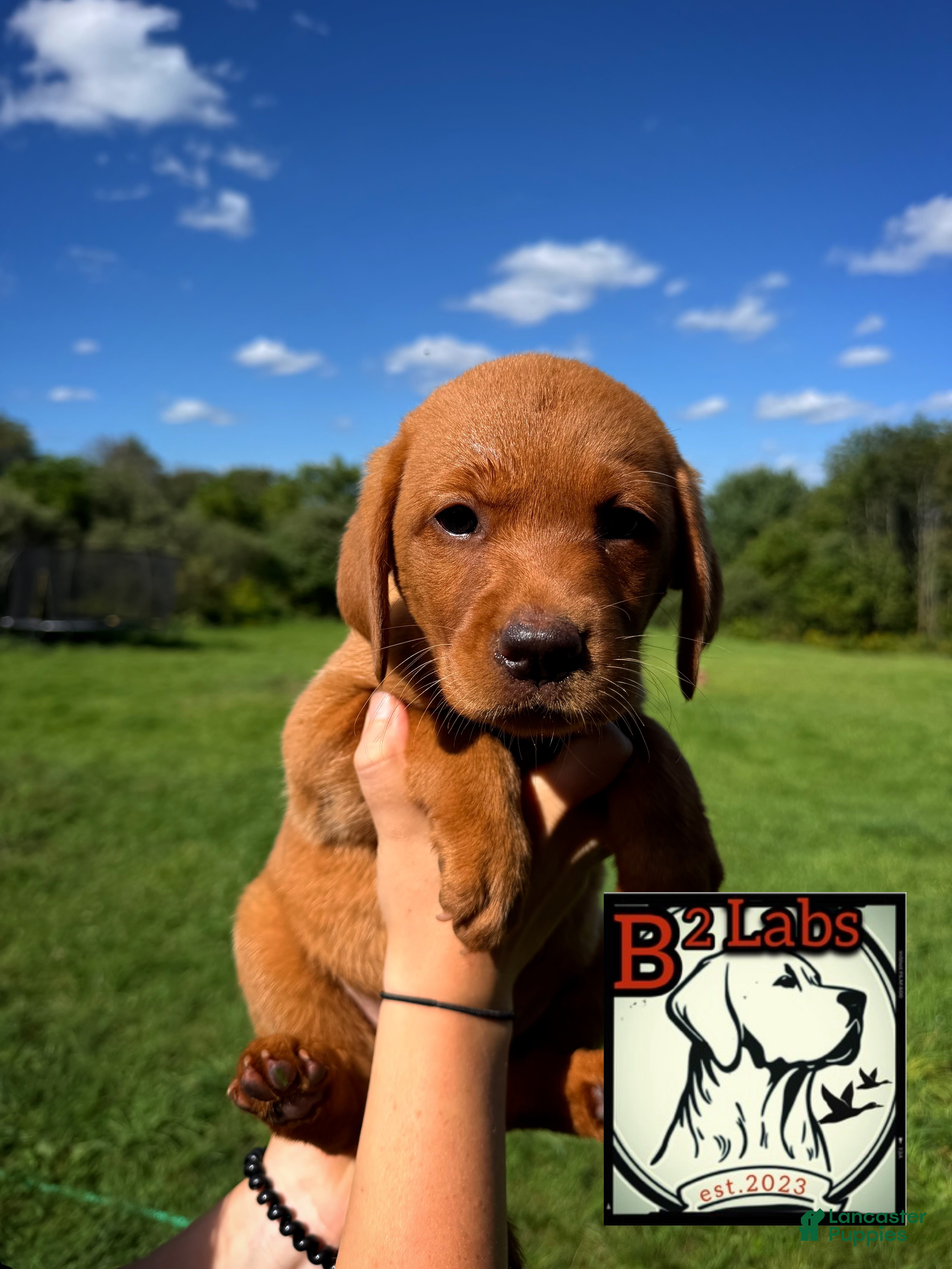 Labrador Retriever dogs Charlie - Ad 1