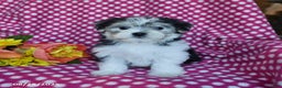 Morkie dogs for sale: Max - Ad 6