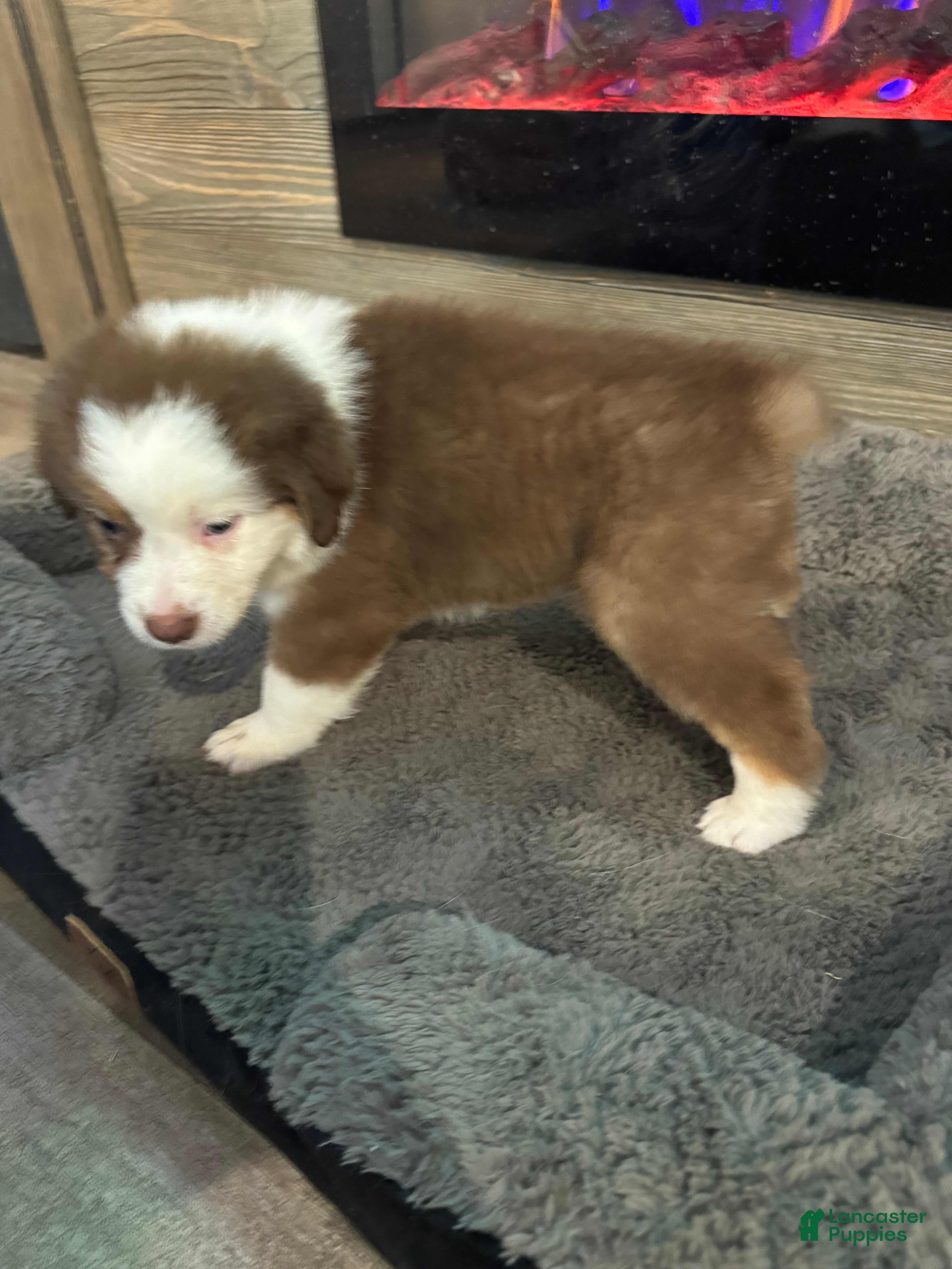 Australian Shepherd dogs Millie - Ad 2