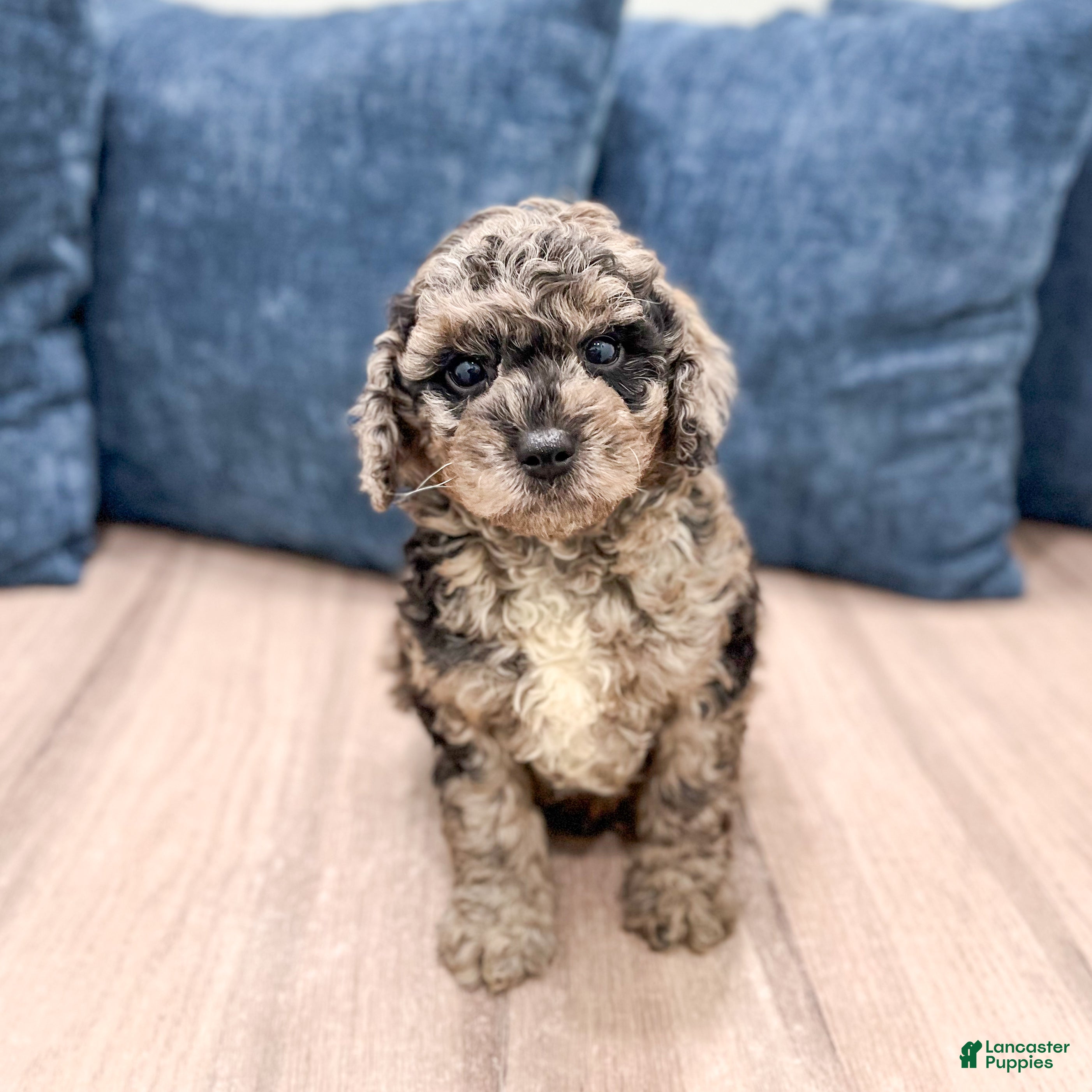 Miniature Poodle dogs Gabe - Ad 1