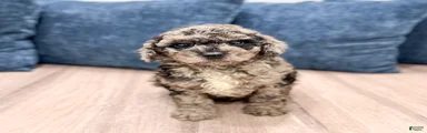Gabe