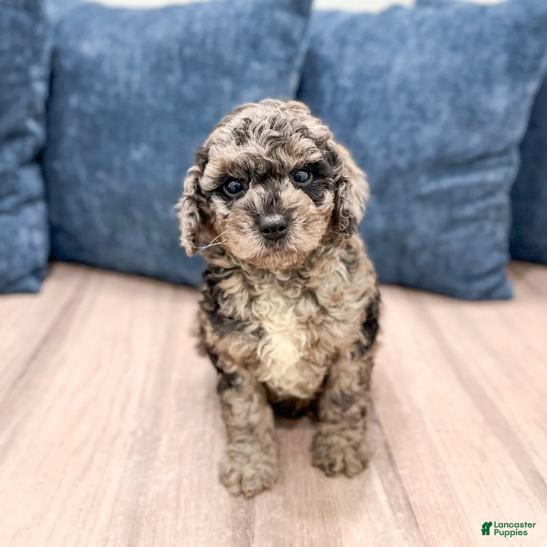Miniature Poodle dogs for sale: Gabe - Ad 1