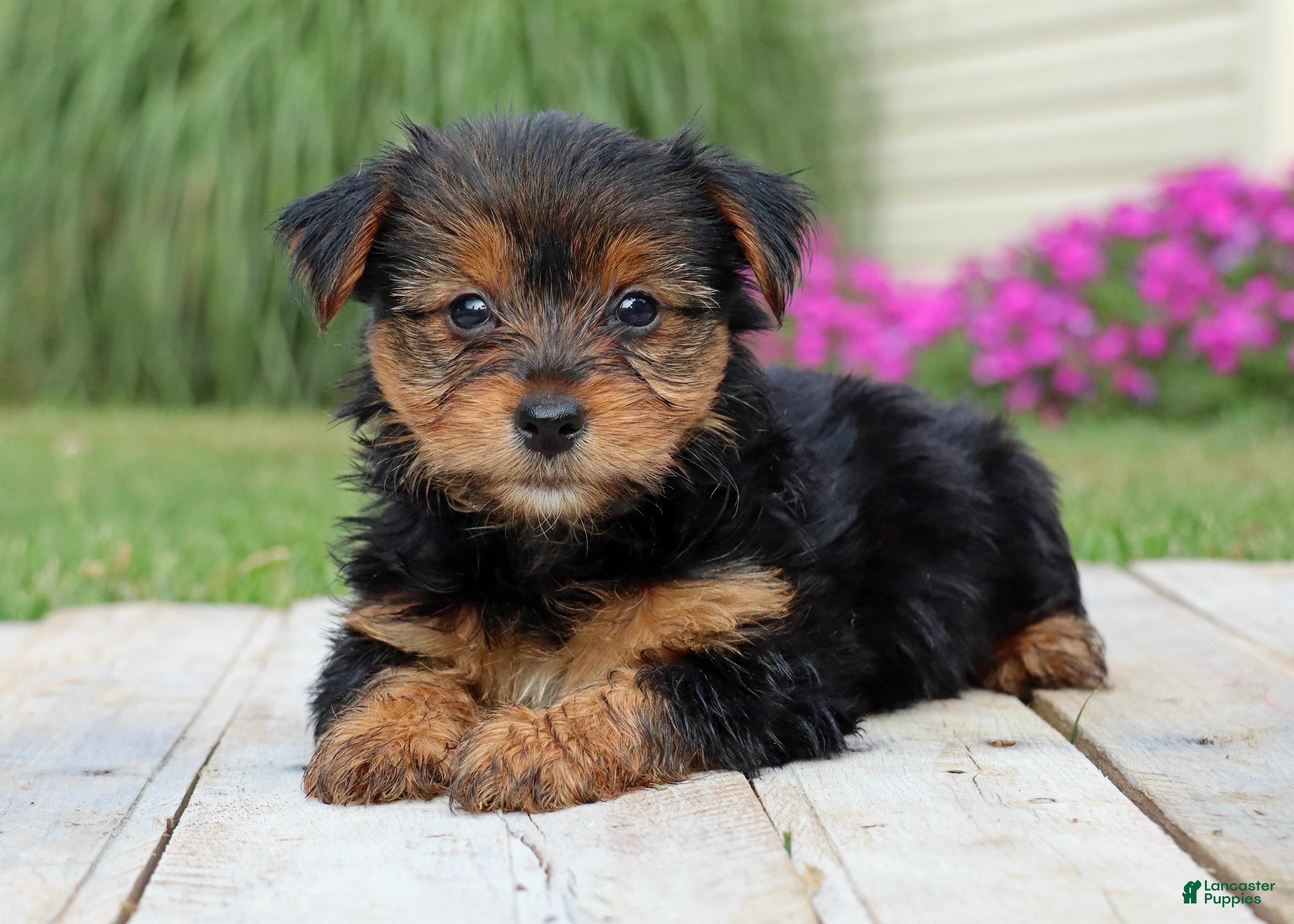 Yorkshire Terrier dogs Coffee  - Ad 1