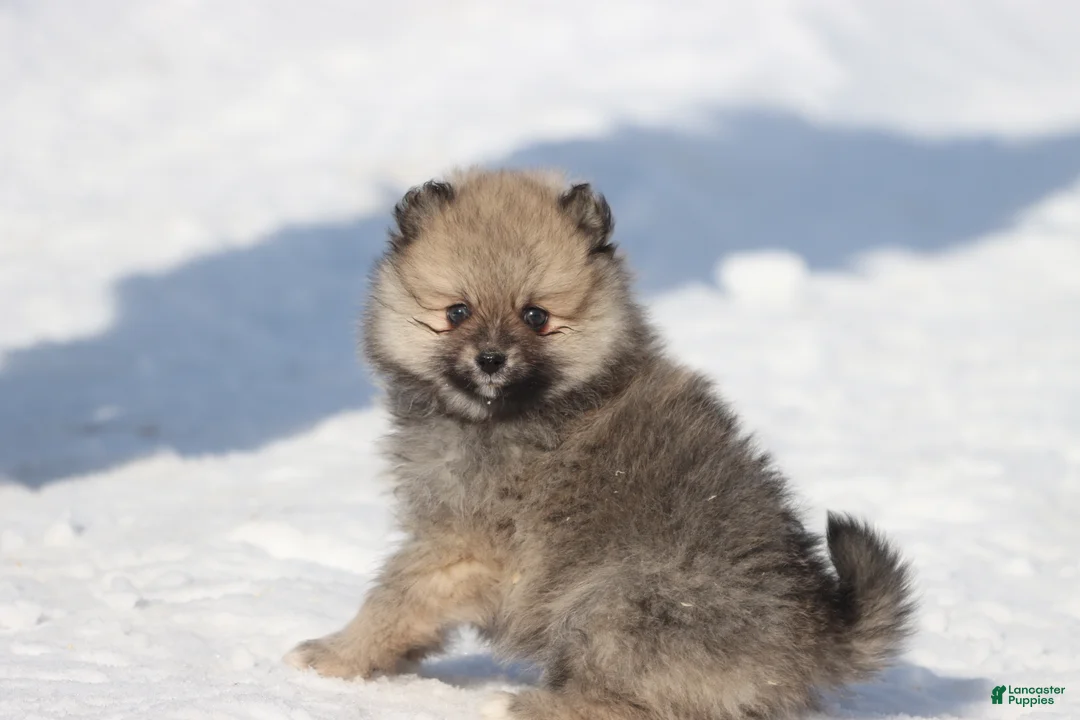 Pomeranian dogs for sale: Bowser  - Ad 4