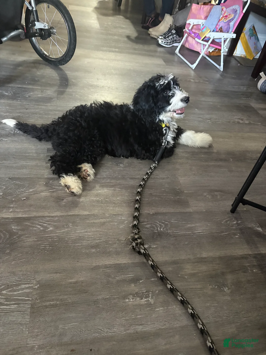 Bernedoodle dogs for sale: Damon - Ad 2
