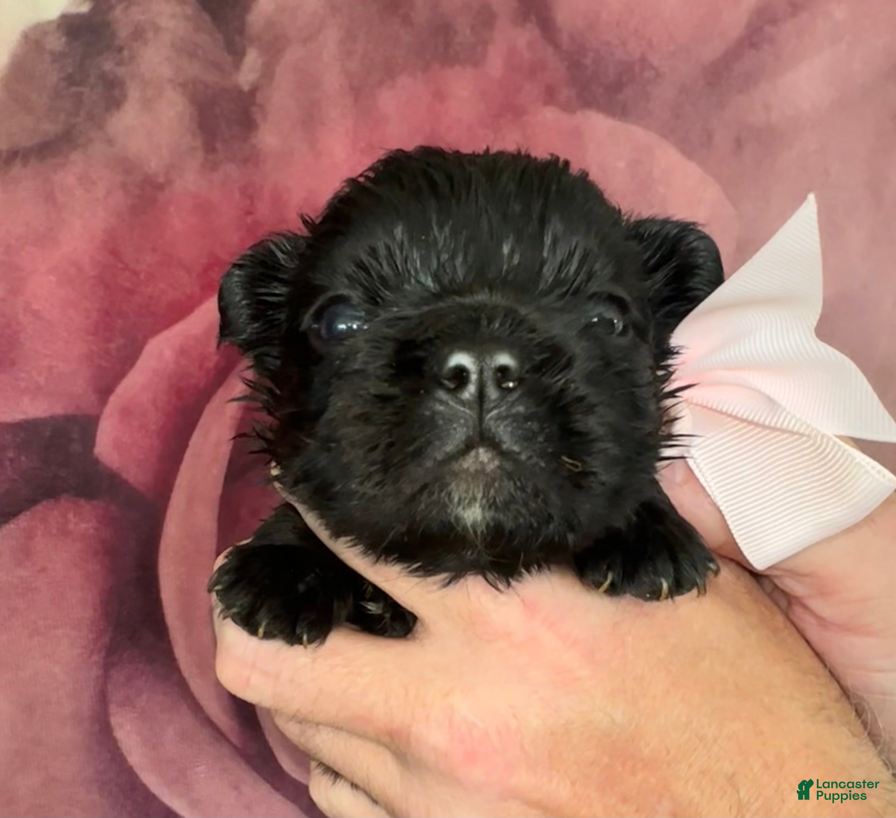French Bulldog dogs French Bulldog 5 - Ad 2