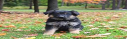 German Shepherd dogs for sale: Cocoa - Ad 1