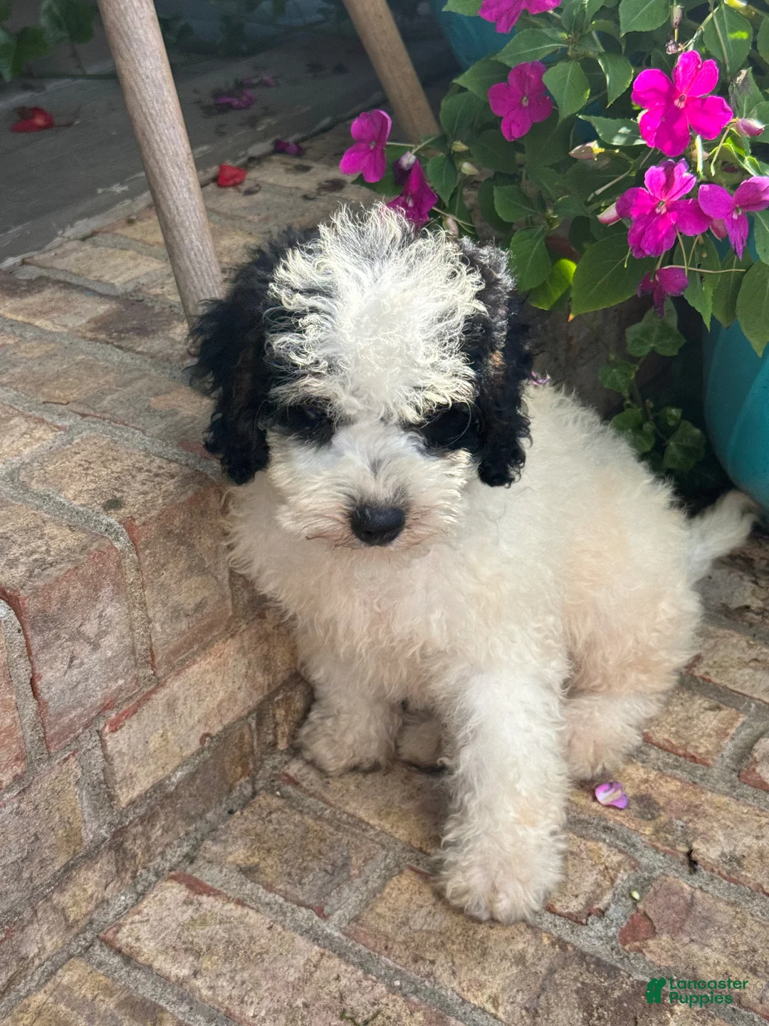 Mini Bernedoodle dogs for sale: Beau - Ad 8