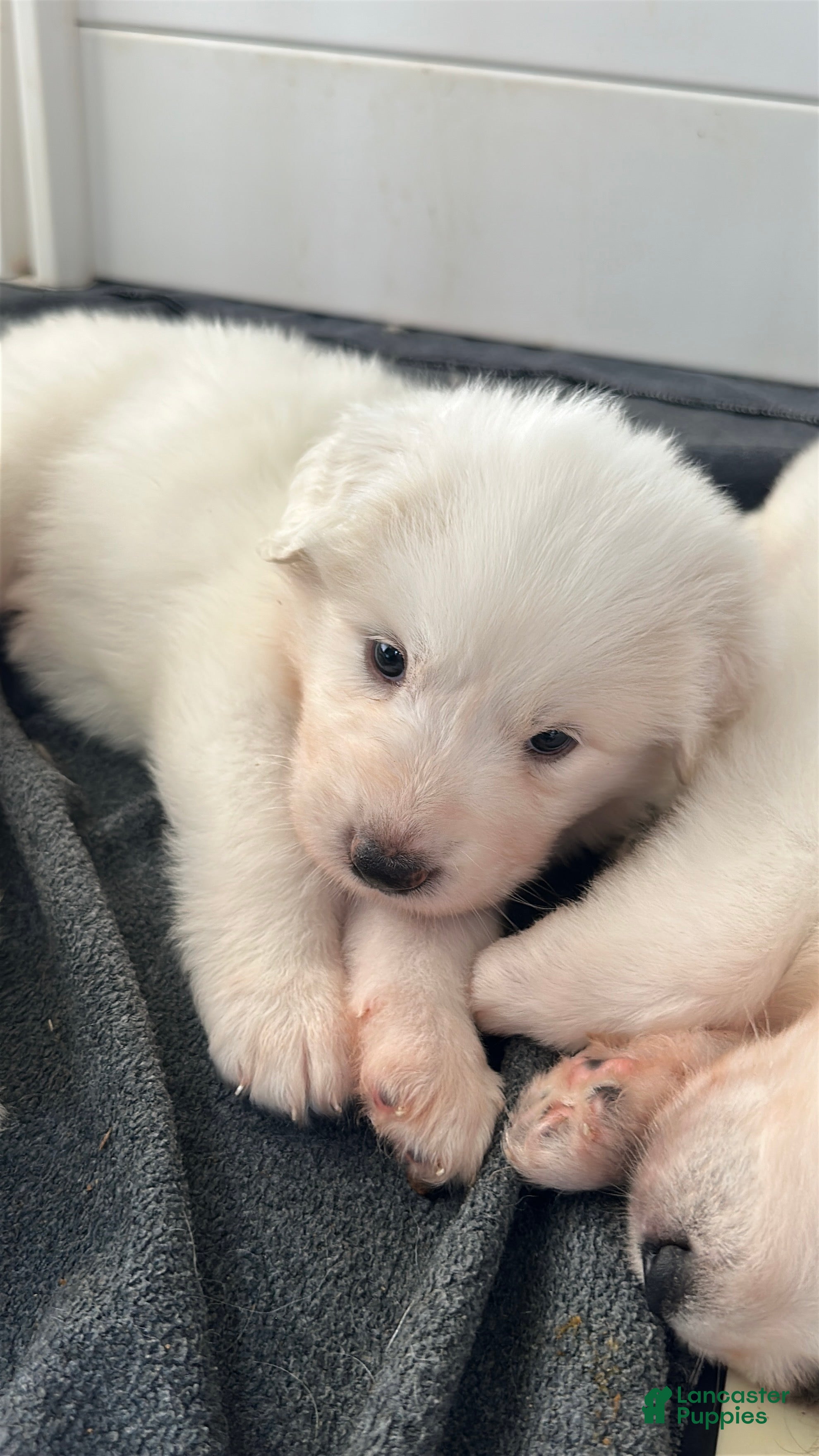 Great Pyrenees dogs Camellia - Ad 2