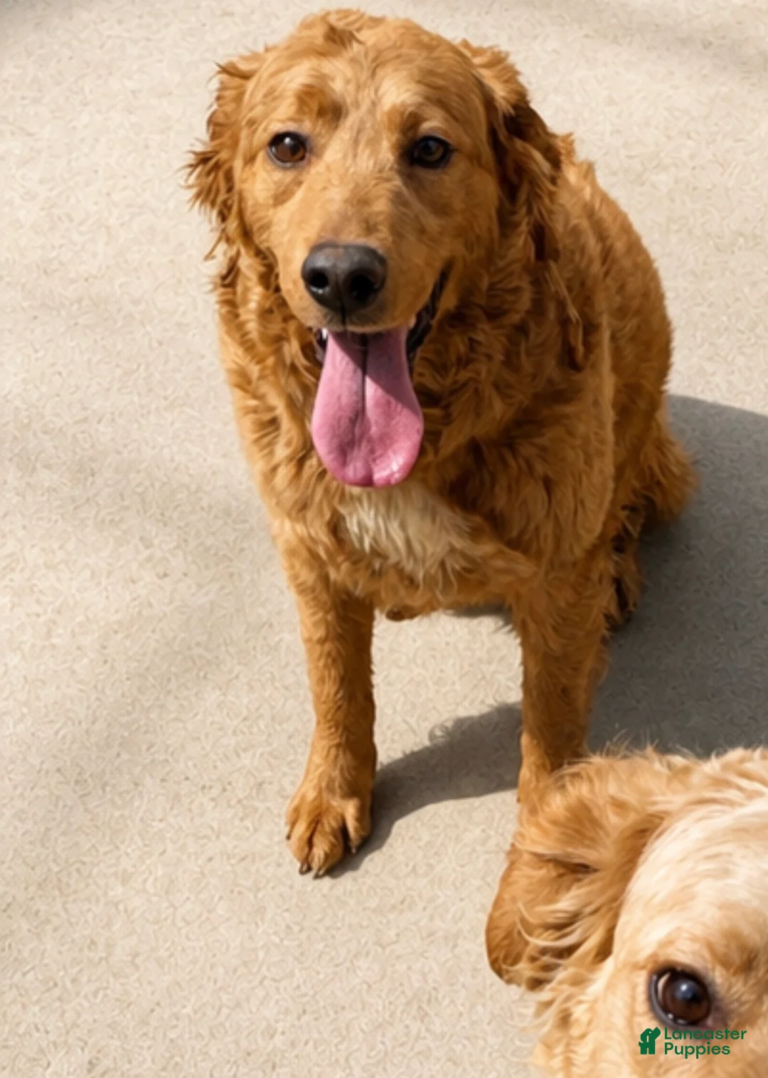 Goberian dogs for sale: Reeses - Ad 2