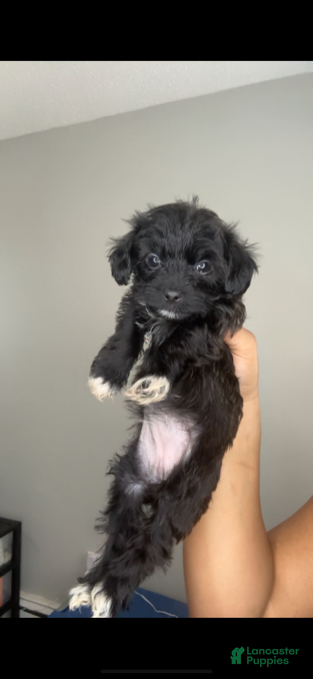 Mixed Breed dogs Tiny - Ad 24