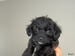 Mixed Breed dogs Tiny - Ad 35