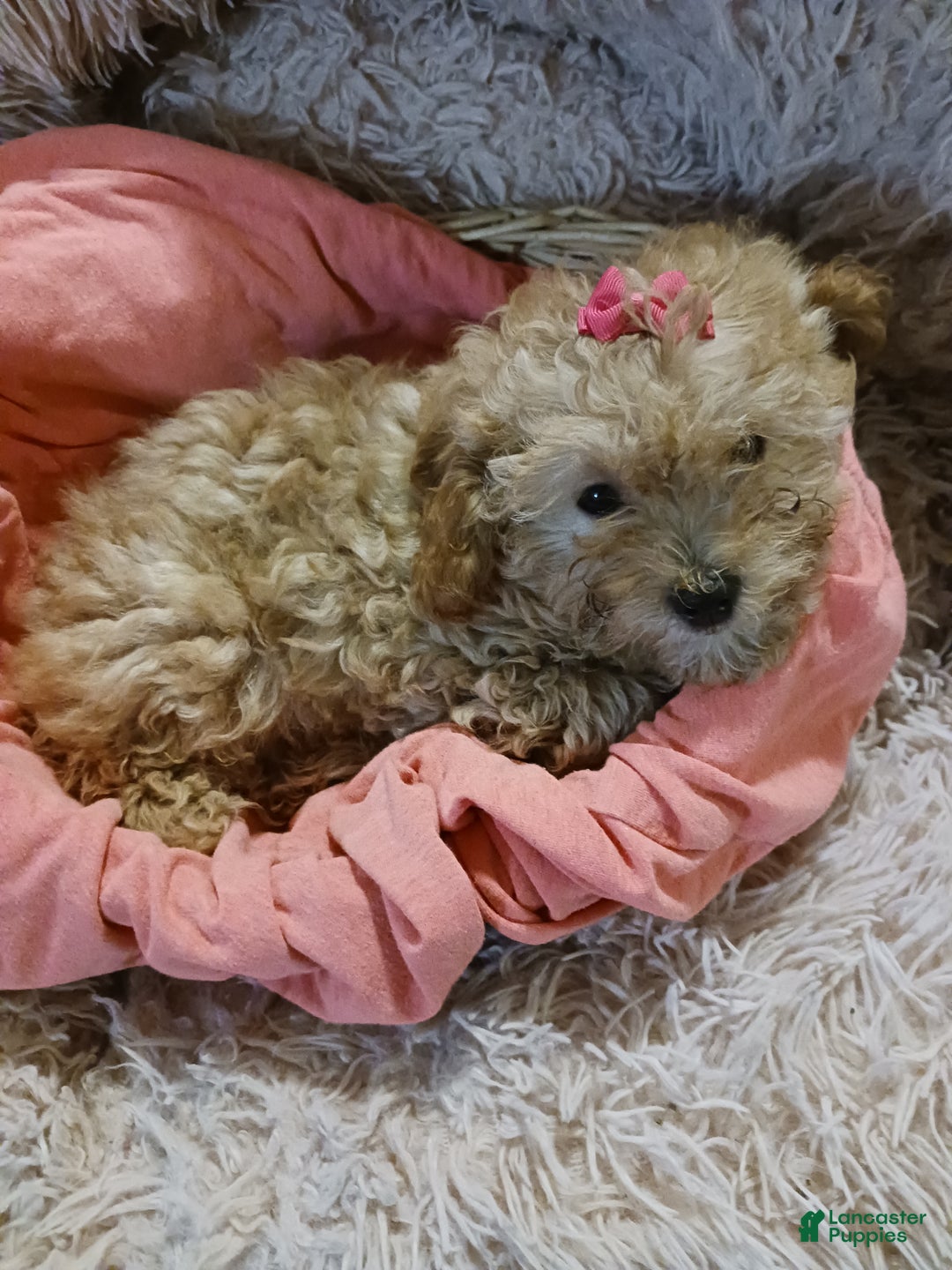 Toy Poodle dogs for sale: Polly - Ad 1
