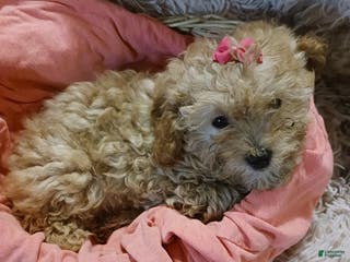 Toy Poodle dogs Polly - Ad 9