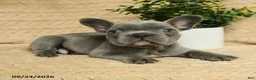 French Bulldog dogs for sale: Grayson - Ad 4