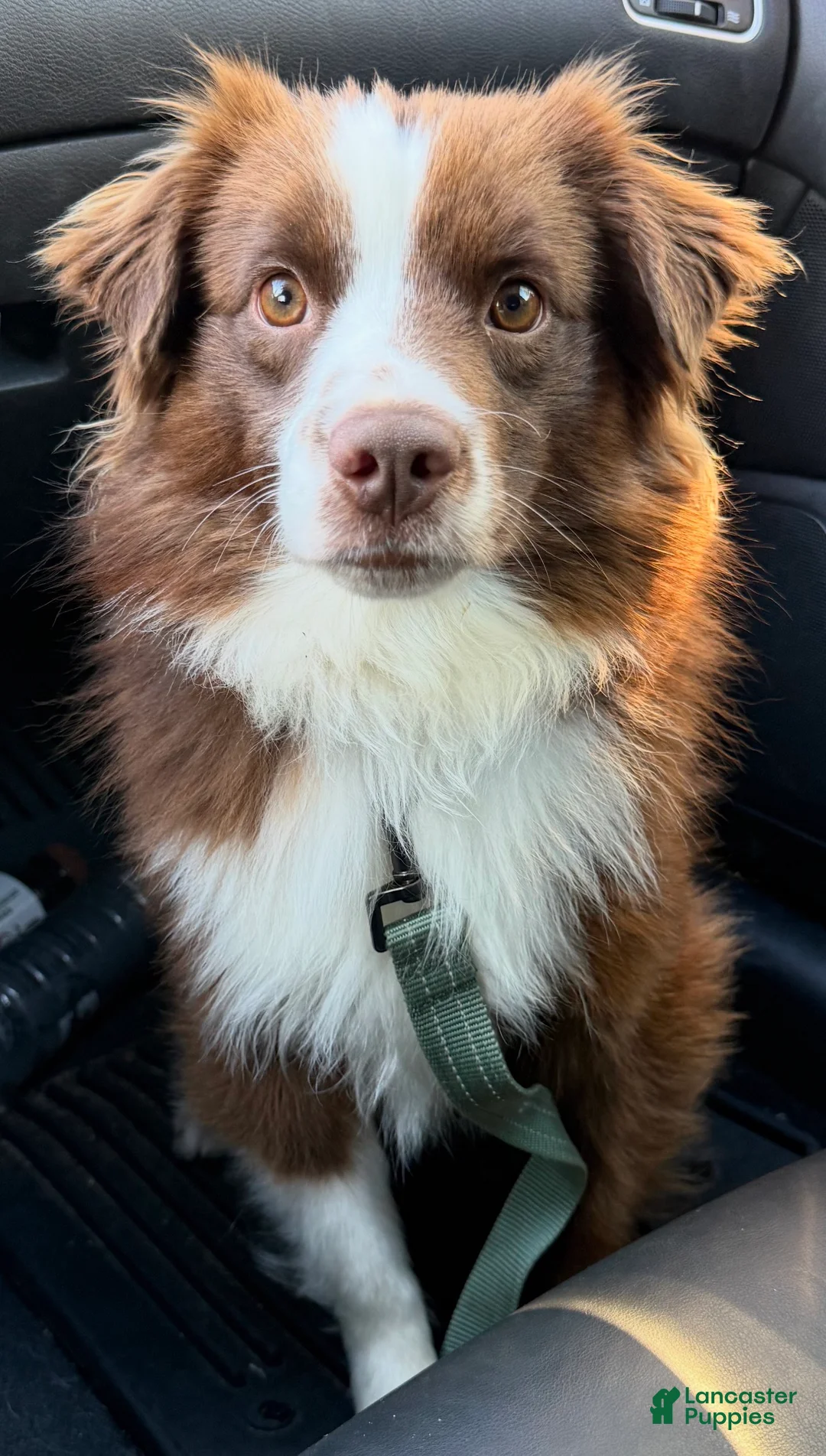 Miniature Australian Shepherd dogs for sale: Miniature Australian Shepherd Puppy 1 - Ad 1