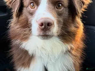 Miniature Australian Shepherd dogs Miniature Australian Shepherd Puppy 1 - Ad 1