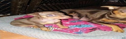 Miniature Pinscher dogs for sale: Ralph - Ad 4