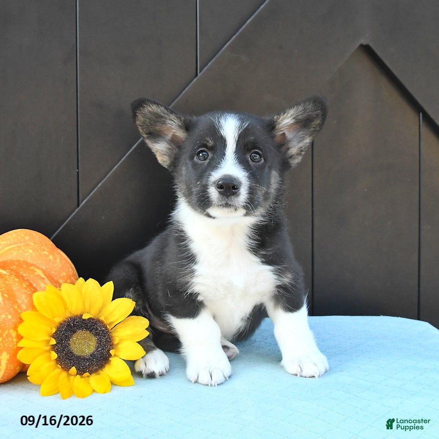 Welsh Corgi Pembroke dogs Alpe - Ad 1