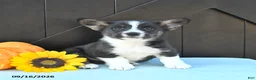 Welsh Corgi Pembroke dogs for sale: Alpe - Ad 1